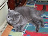 Yetişkin Scottish Fold Kedimize Sıcak Bir Yuva Arıyoruz