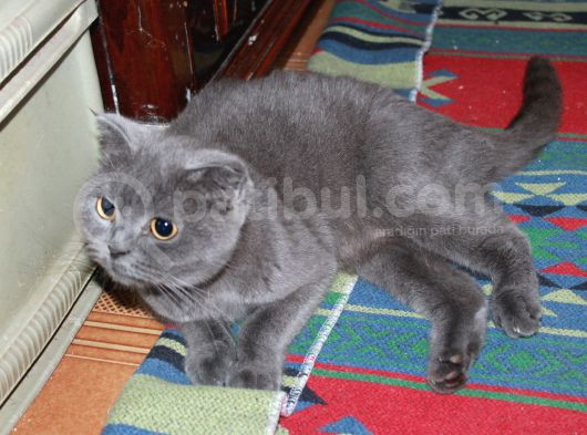 Yetişkin Scottish Fold Kedimize Sıcak Bir Yuva Arıyoruz görsel