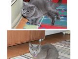 Yetişkin Scottish Fold Kedimize Sıcak Bir Yuva Arıyoruz