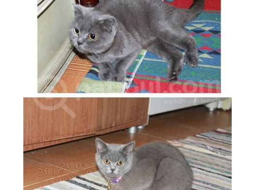 Yetişkin Scottish Fold Kedimize Sıcak Bir Yuva Arıyoruz