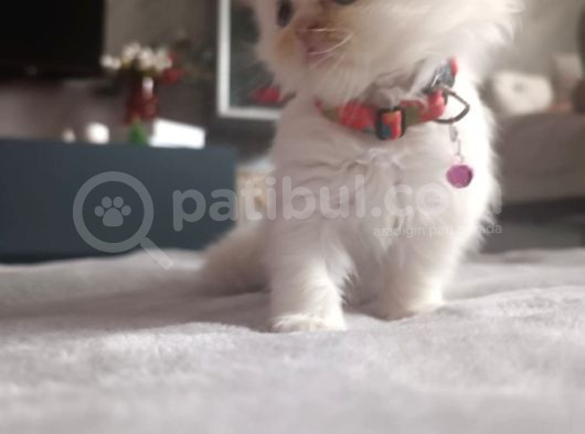 Beyaz Iran Yavruları görsel