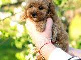 Xxs Micropoodle Uygun