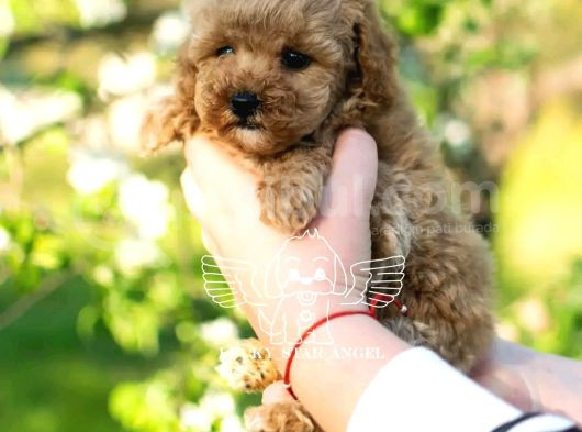 Xxs Micropoodle Uygun görsel