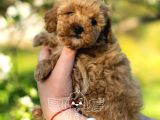 Xxs Micropoodle Uygun