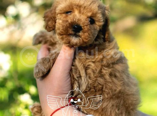 Xxs Micropoodle Uygun görsel