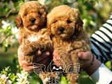 Xxs Micropoodle Uygun