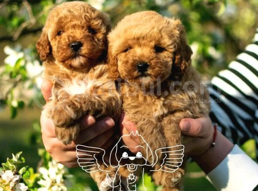 Xxs Micropoodle Uygun görsel