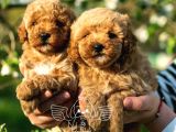 Xxs micropoodle uygun