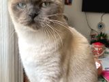 Scottish fold blue point
