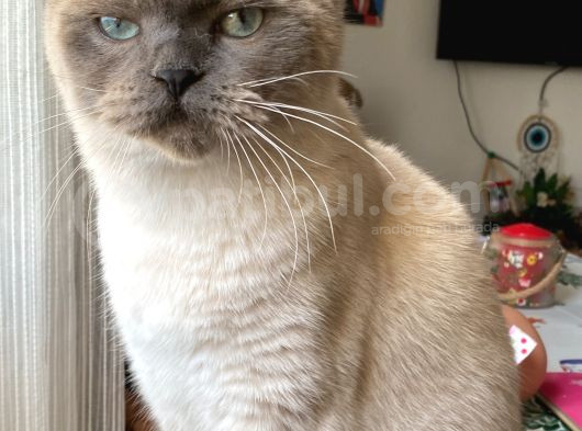 Scottish Fold Blue Point