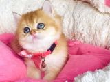 Bu Kalite Hiçbiryerde Yok Golden Ny12 Brıtısh Shorthair