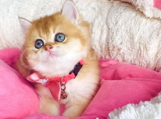 Bu Kalite Hiçbiryerde Yok Golden Ny12 Brıtısh Shorthair görsel