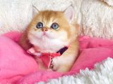 Bu Kalite Hiçbiryerde Yok Golden Ny12 Brıtısh Shorthair
