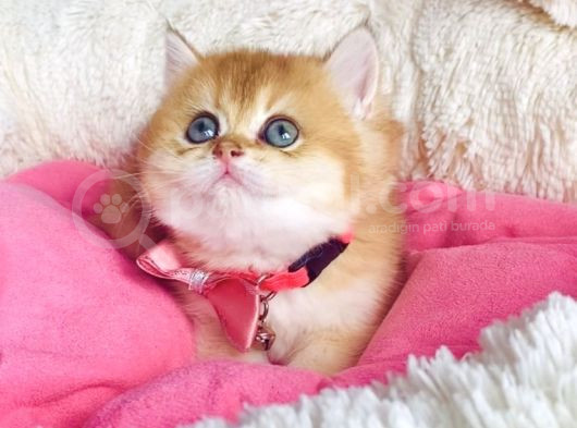 Bu Kalite Hiçbiryerde Yok Golden Ny12 Brıtısh Shorthair görsel