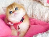 Bu Kalite Hiçbiryerde Yok Golden Ny12 Brıtısh Shorthair