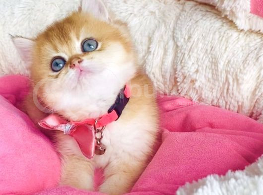 Bu Kalite Hiçbiryerde Yok Golden Ny12 Brıtısh Shorthair görsel