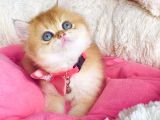 Bu Kalite Hiçbiryerde Yok Golden Ny12 Brıtısh Shorthair