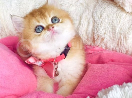 Bu Kalite Hiçbiryerde Yok Golden Ny12 Brıtısh Shorthair görsel