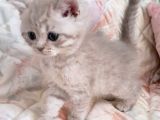 Beyaz Gri British Shorthair oğlumuz