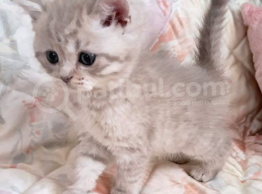 Beyaz Gri British Shorthair Oğlumuz