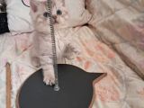 Beyaz Gri British Shorthair Oğlumuz
