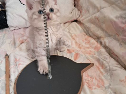 Beyaz Gri British Shorthair Oğlumuz görsel