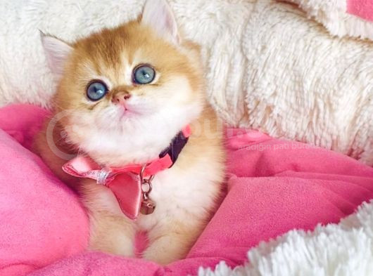 Bu Kalite Hiçbiryerde Yok Golden Ny12 Brıtısh Shorthair görsel