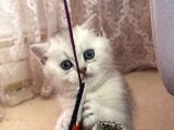 6 mart doğumlu Scottish Fold 2 adet