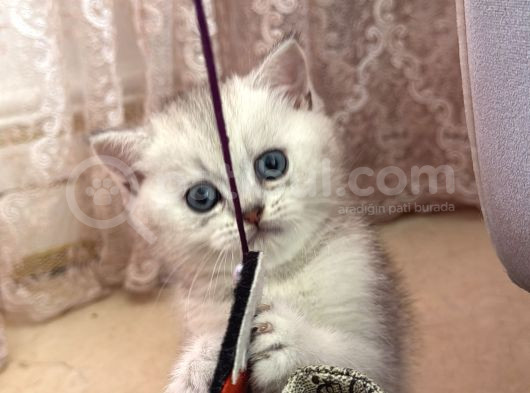 6 Mart Doğumlu Scottish Fold 2 Adet