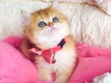 Bu Kalite Hiçbiryerde Yok Golden Ny12 Brıtısh Shorthair