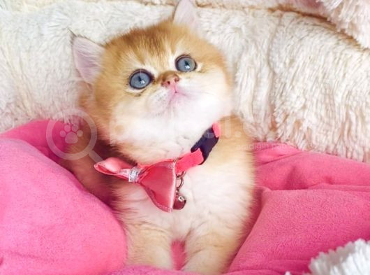 Bu Kalite Hiçbiryerde Yok Golden Ny12 Brıtısh Shorthair görsel