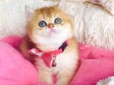 Bu kalite hiçbiryerde yok Golden ny12 brıtısh shorthair