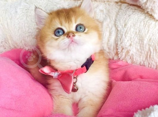 Bu Kalite Hiçbiryerde Yok Golden Ny12 Brıtısh Shorthair