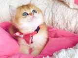 Bu Kalite Hiçbiryerde Yok Golden Ny12 Brıtısh Shorthair