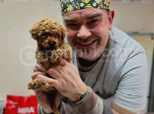 1Kg250Gr Micro Poodle Uygun