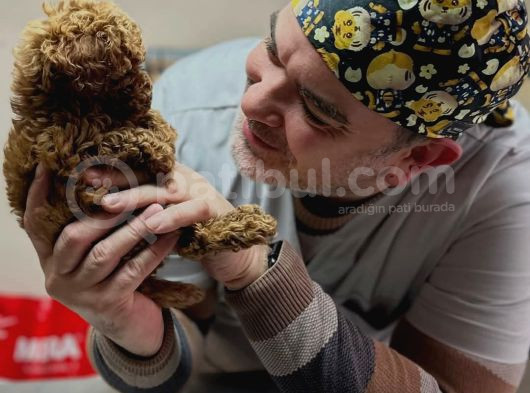 1Kg250Gr Micro Poodle Uygun görsel