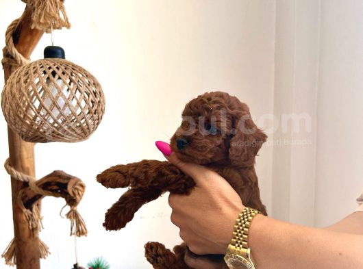 Çok Tatlı Orijinal Poodle Yavruları görsel