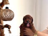 Çok Tatlı Orijinal Poodle Yavruları