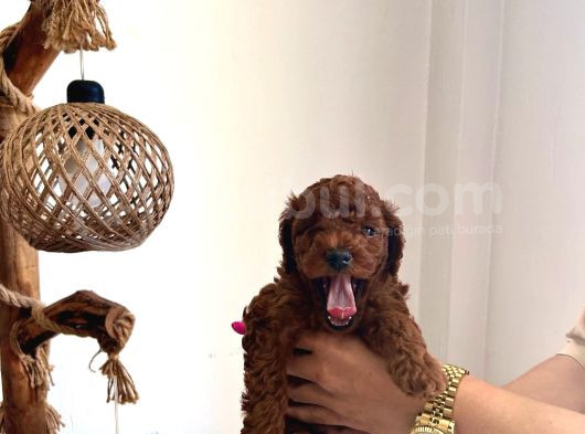 Çok Tatlı Orijinal Poodle Yavruları görsel