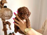 Çok Tatlı Orijinal Poodle Yavruları