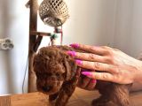 Çok Tatlı Orijinal Poodle Yavruları