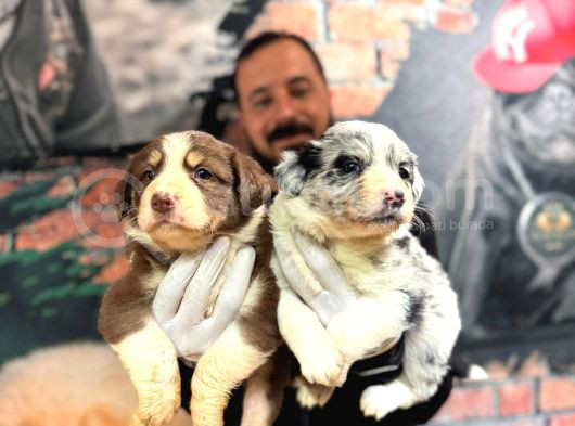 Dunyani̇n En Zeki̇ Irki Border Collie Yavrularimiz