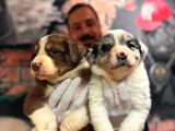 Dunyani̇n En Zeki̇ Irki Border Collie Yavrularimiz