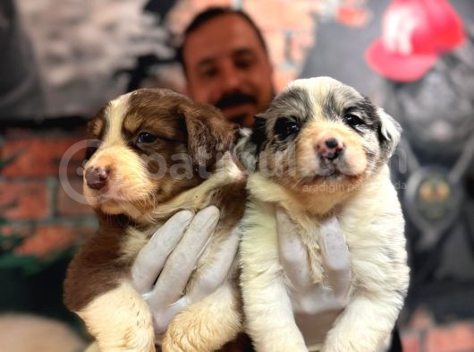 Dunyani̇n En Zeki̇ Irki Border Collie Yavrularimiz görsel