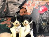 Dunyani̇n En Zeki̇ Irki Border Collie Yavrularimiz