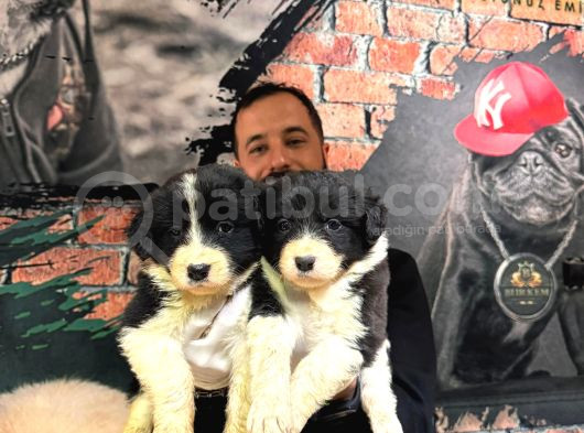 Dunyani̇n En Zeki̇ Irki Border Collie Yavrularimiz görsel