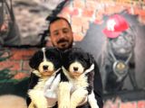 Dunyani̇n En Zeki̇ Irki Border Collie Yavrularimiz