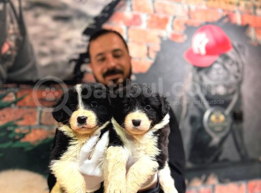 Dunyani̇n En Zeki̇ Irki Border Collie Yavrularimiz görsel