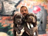 Çikolata Labrador Retriever Yavrularımız A Kalite Irk