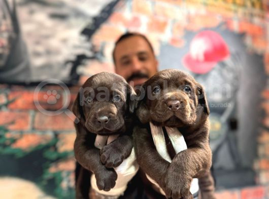 Çikolata Labrador Retriever Yavrularımız A Kalite Irk görsel